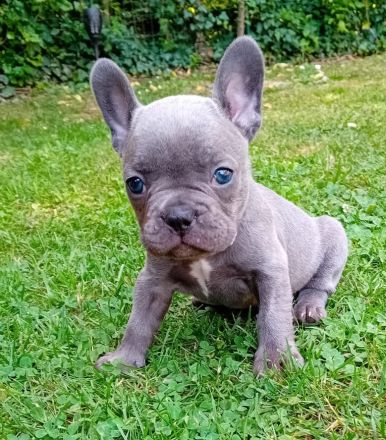 Französische Bulldogge Welpen