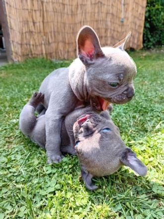 Französische Bulldogge Welpen