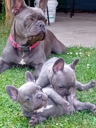Französische Bulldogge Welpen