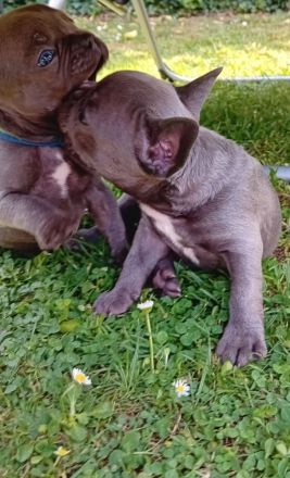 Französische Bulldogge Welpen