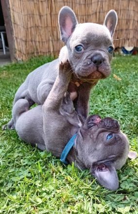 Französische Bulldogge Welpen