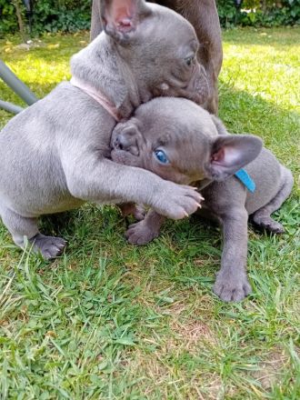 Französische Bulldogge Welpen