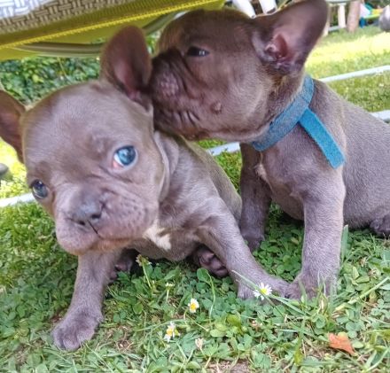 Französische Bulldogge Welpen