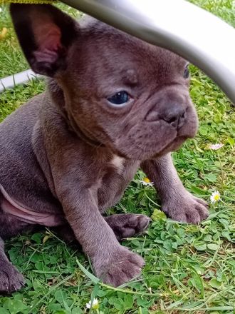 Französische Bulldogge Welpen