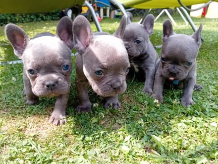 Französische Bulldogge Welpen