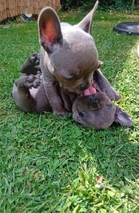 Französische Bulldogge Welpen