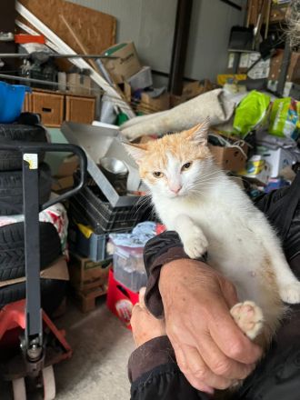 Zwei 6 Monate alte Kätzchen suchen dringend zusammen ein Zuhause