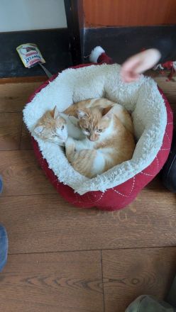 Zwei 6 Monate alte Kätzchen suchen dringend zusammen ein Zuhause