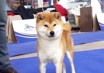 Shiba Inu Welpen, FCI Stammbaum