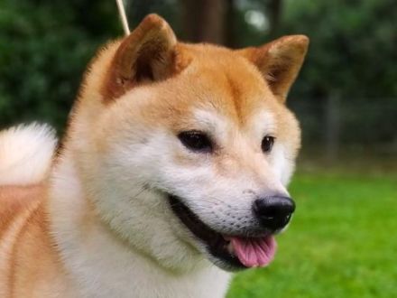 Shiba Inu Welpen, FCI Stammbaum