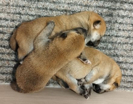 Shiba Inu Welpen, FCI Stammbaum