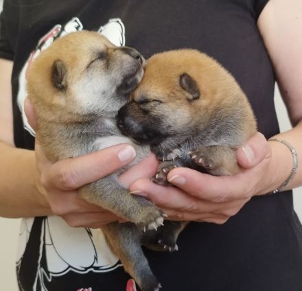 Shiba Inu Welpen, FCI Stammbaum