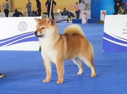 Shiba Inu Welpen, FCI Stammbaum