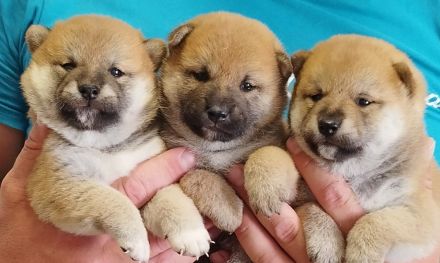 Shiba Inu Welpen, FCI Stammbaum