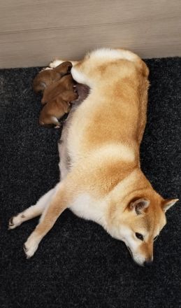 Shiba Inu Welpen, FCI Stammbaum