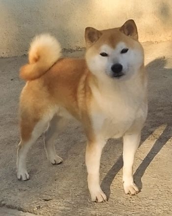 Shiba Inu Welpen, FCI Stammbaum