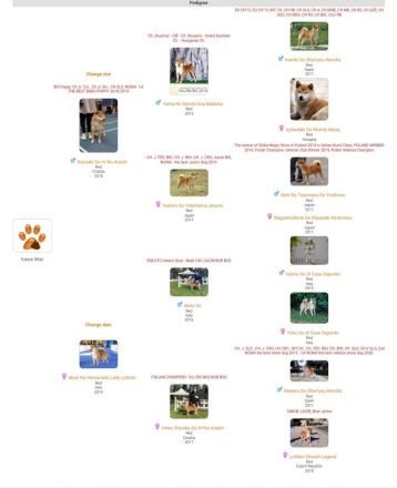 Shiba Inu Welpen, FCI Stammbaum