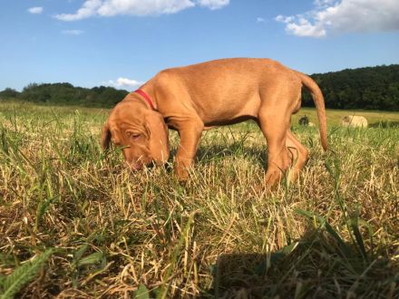 Magyar Vizsla Welpen aus Rheinland-Pfalz vom Züchter