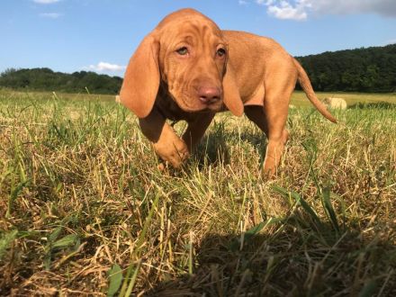 Magyar Vizsla Welpen aus Rheinland-Pfalz vom Züchter