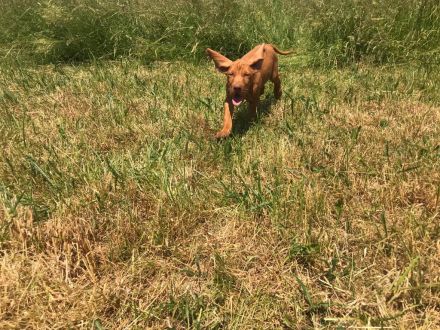 Magyar Vizsla Welpen aus Rheinland-Pfalz vom Züchter