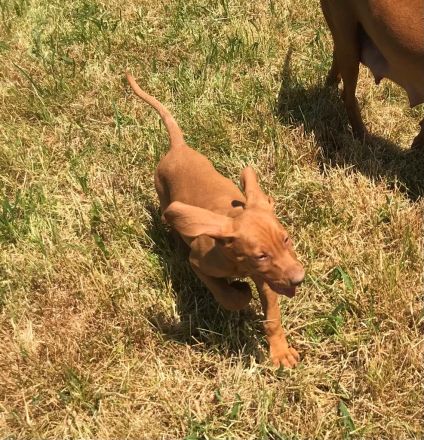 Magyar Vizsla Welpen aus Rheinland-Pfalz vom Züchter
