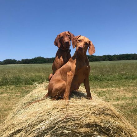 Magyar Vizsla Welpen aus Rheinland-Pfalz vom Züchter