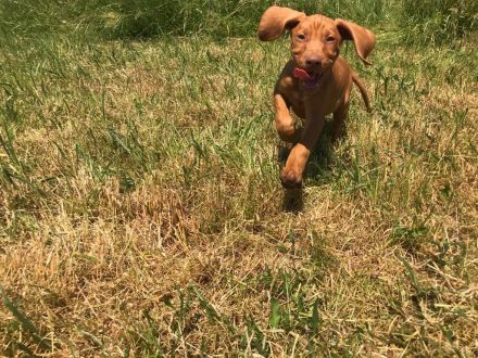 Magyar Vizsla Welpen aus Rheinland-Pfalz vom Züchter