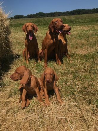 Magyar Vizsla Welpen aus Rheinland-Pfalz vom Züchter