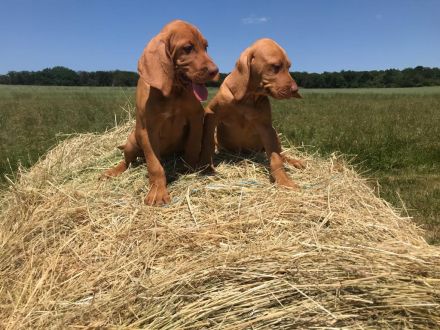 Magyar Vizsla Welpen aus Rheinland-Pfalz vom Züchter