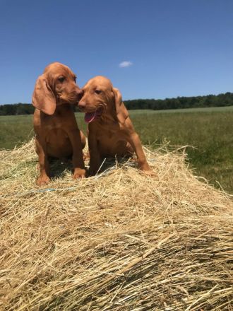 Magyar Vizsla Welpen aus Rheinland-Pfalz vom Züchter