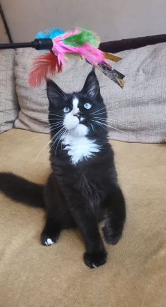 Maine-Coon-Kätzchen mit blauen Augen (mit Stammbaum)