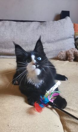 Maine-Coon-Kätzchen mit blauen Augen (mit Stammbaum)