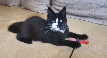 Maine-Coon-Kätzchen mit blauen Augen (mit Stammbaum)