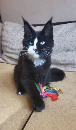 Maine-Coon-Kätzchen mit blauen Augen (mit Stammbaum)