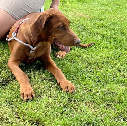 Rhodesian Ridgebback 5 Monate alt