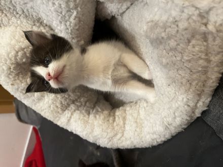 BKH Kitten suchen neues zu Hause nur noch 1 zu vergeben