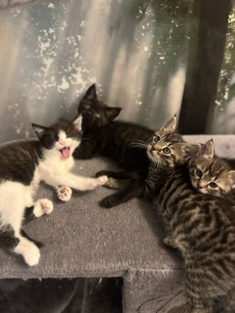 BKH Kitten suchen neues zu Hause nur noch 1 zu vergeben