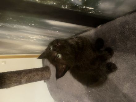 BKH Kitten suchen neues zu Hause nur noch 1 zu vergeben