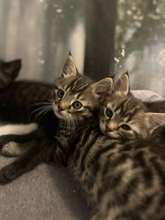 BKH Kitten suchen neues zu Hause nur noch 1 zu vergeben