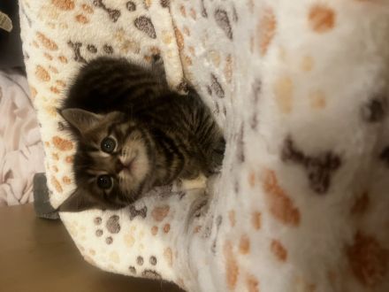 BKH Kitten suchen neues zu Hause nur noch 1 zu vergeben