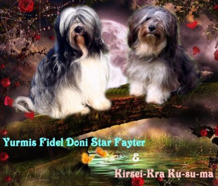 WURFANKÜNDIGUNG Kirsei-Kra Tibet Terrier Welpen ( VDH / ILT )