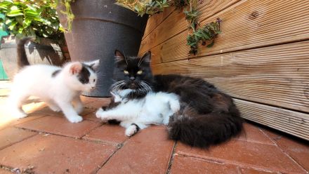 Mix - Kätzchen Kater Katze Kitten BLH langhaar