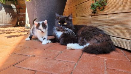 Mix - Kätzchen Kater Katze Kitten BLH langhaar