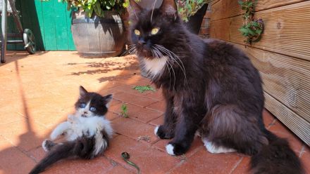 Mix - Kätzchen Kater Katze Kitten BLH langhaar