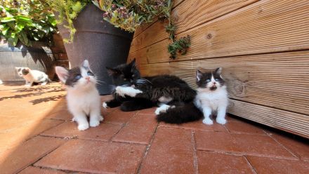 Mix - Kätzchen Kater Katze Kitten BLH langhaar