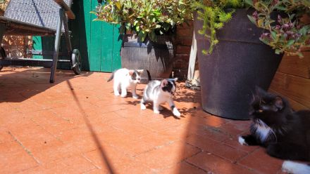 Mix - Kätzchen Kater Katze Kitten BLH langhaar