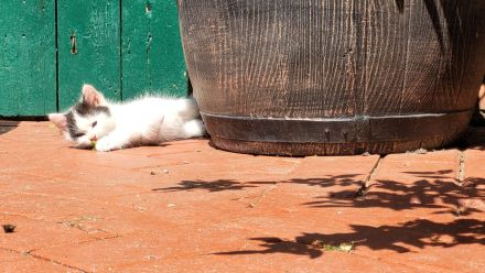 Mix - Kätzchen Kater Katze Kitten BLH langhaar