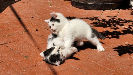 Mix - Kätzchen Kater Katze Kitten BLH langhaar