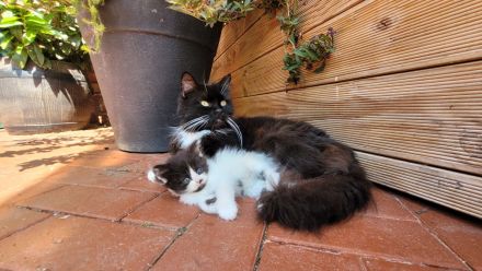 Mix - Kätzchen Kater Katze Kitten BLH langhaar