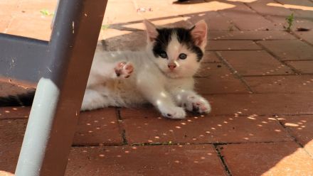 Mix - Kätzchen Kater Katze Kitten BLH langhaar